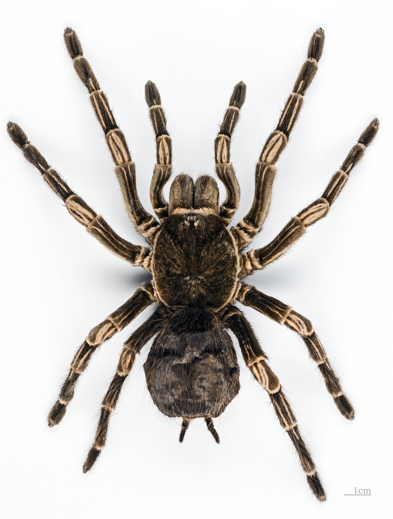 Brazilian Orange-banded (Acanthoscurria juruenicola)