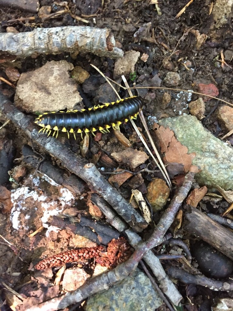 Black-and-gold Flat Millipede (Apheloria virginiensis)