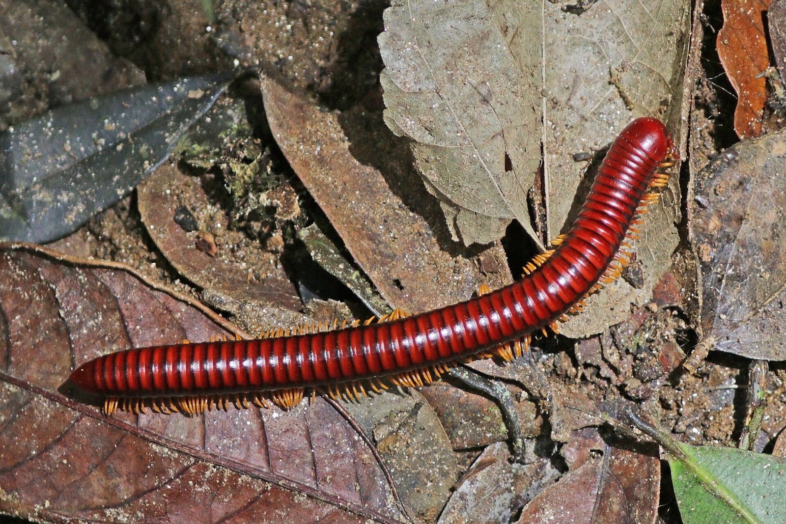 Madagascar Fire Millipede (Aphistogoniulus corallipes)