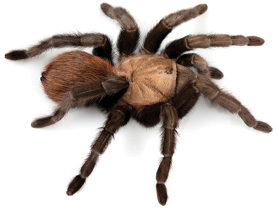 Texas Tan (Aphonopelma anax)