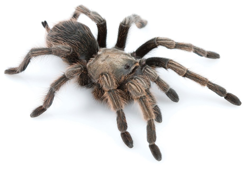 Johnny Cash Tarantula (Aphonopelma johnnycashi)
