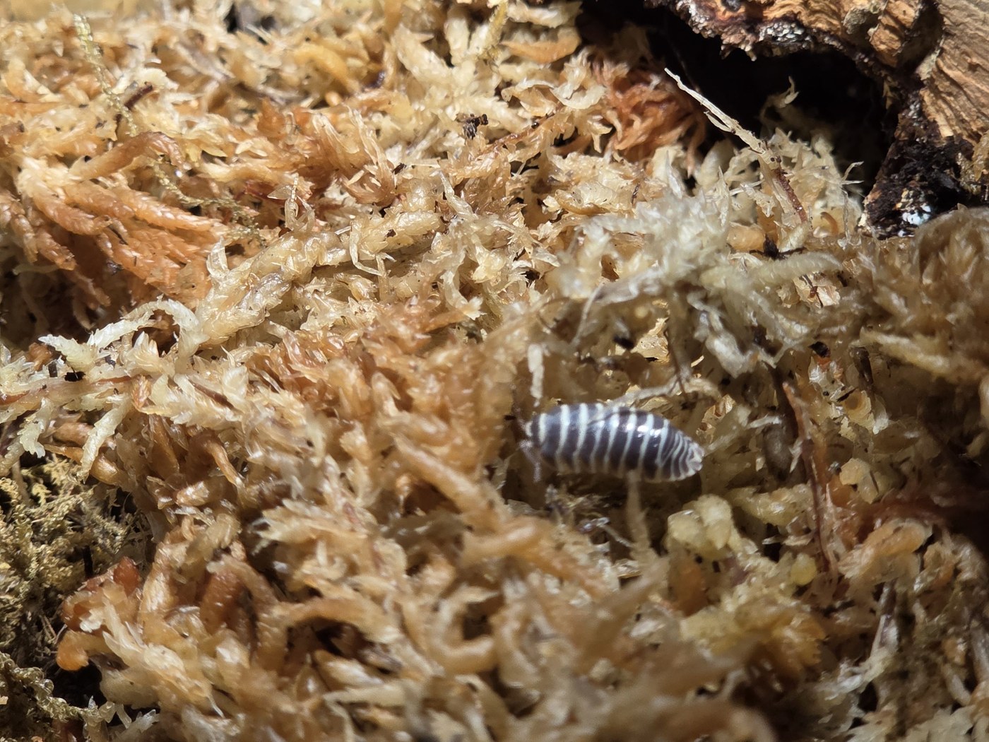 Zebra Isopod (Armadillidium maculatum)