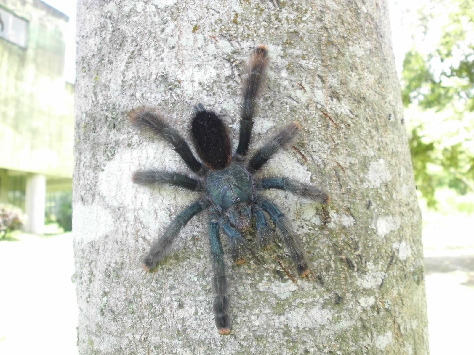 Common Pink Toe (Avicularia avicularia)