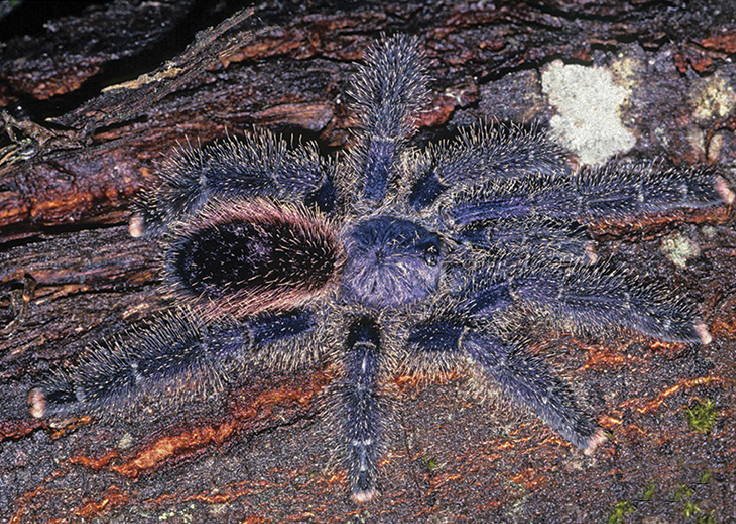 Peruvian Pink Toe (Avicularia juruensis)