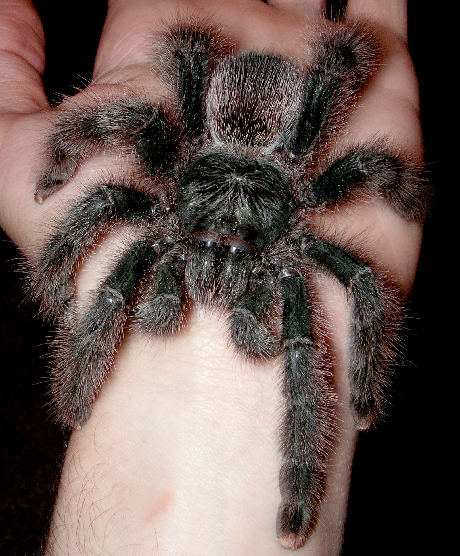 White Toe (Avicularia metallica)