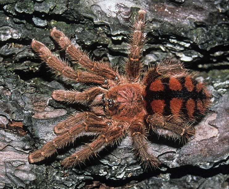 Dwarf Pink Toe (Avicularia minatrix)