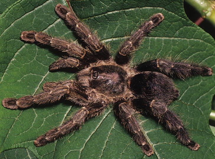 Purple Pinktoe (Avicularia purpurea)