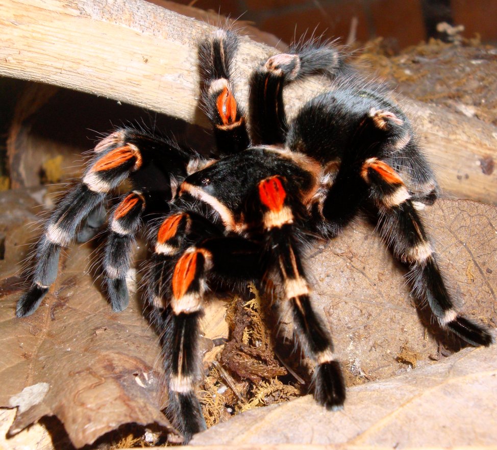 Mexican Flame Knee (Brachypelma auratum)