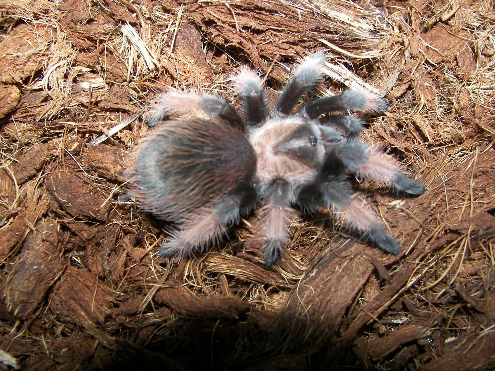 Mexican Red Leg (Brachypelma emilia)