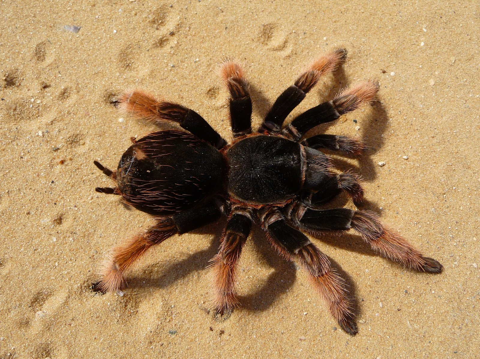 Mexican Pink Tarantula (Brachypelma klaasi)