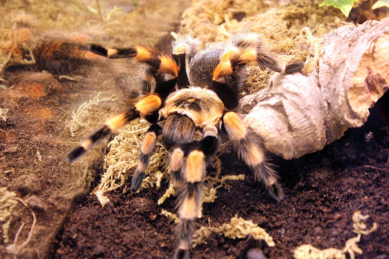 Giant Mexican Red Knee (Brachypelma smithi)