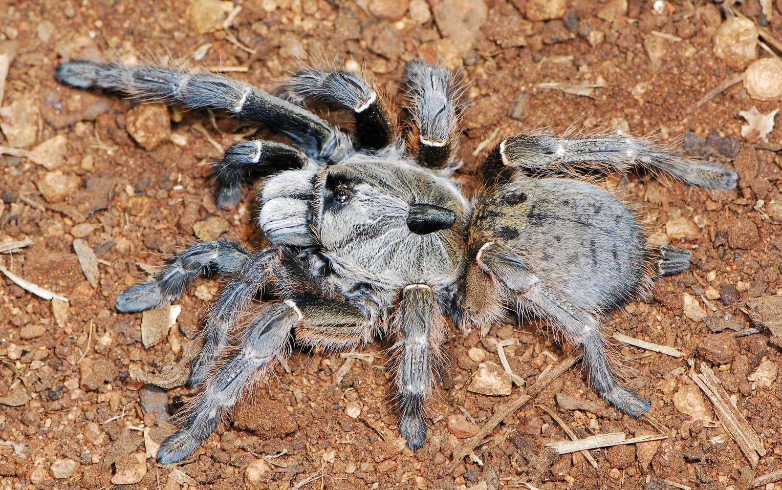 Rear Horned Baboon (Ceratogyrus darlingi)
