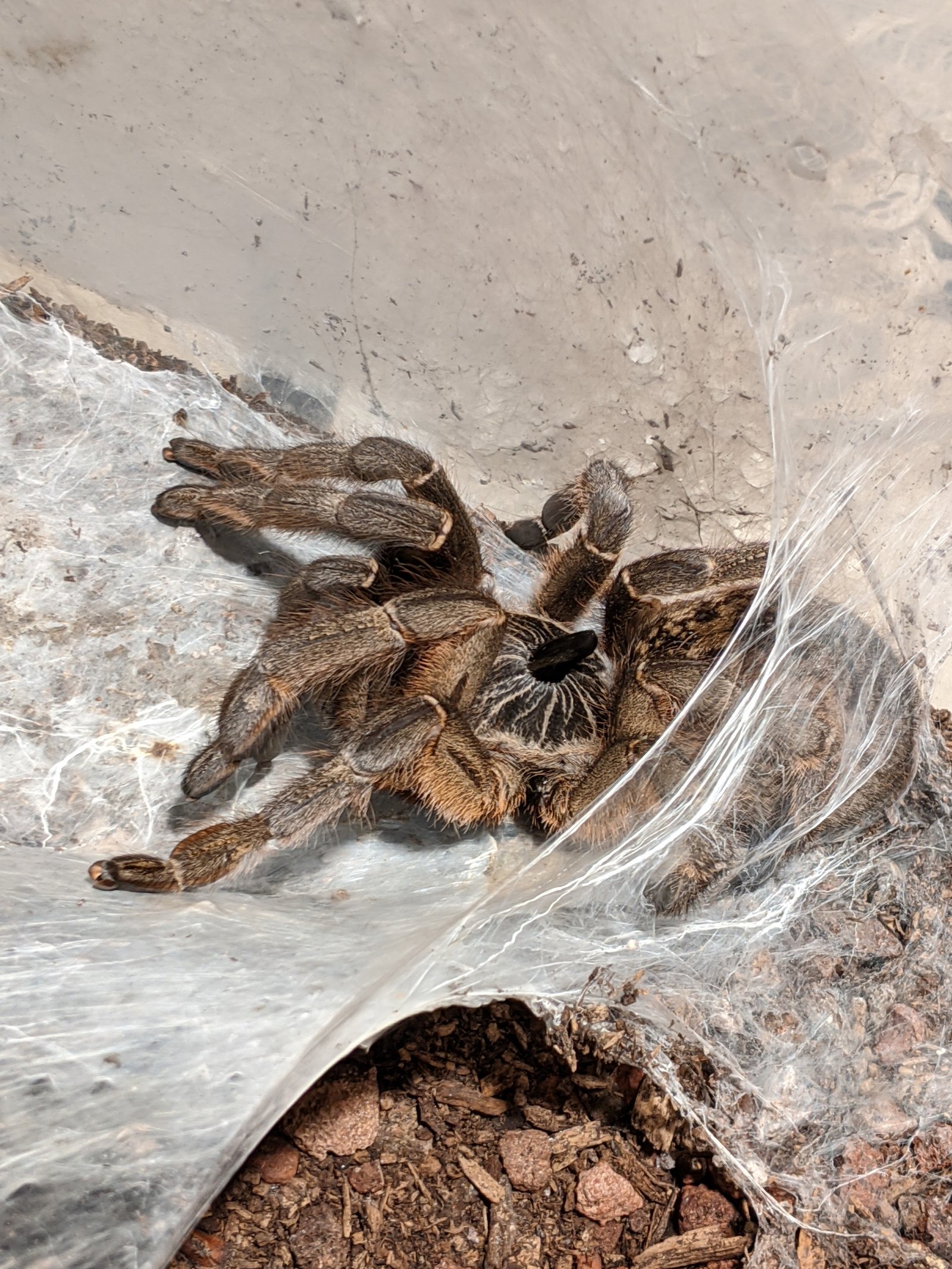 Straight Horned Baboon (Ceratogyrus marshalli)