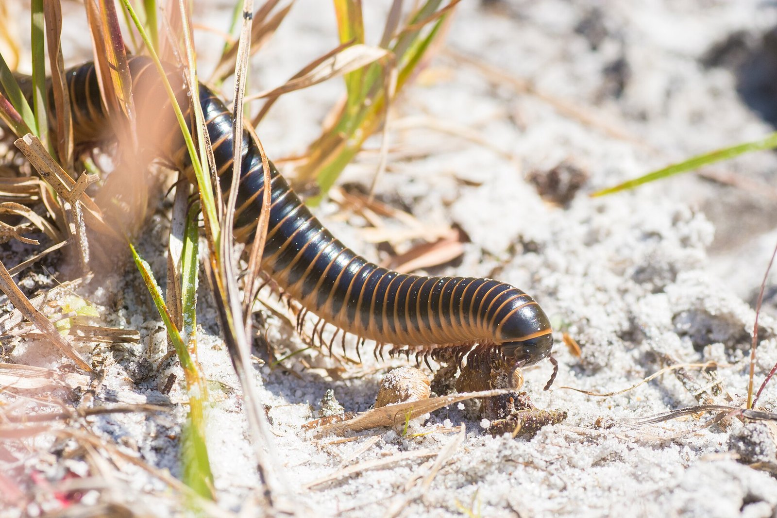 Florida Ivory Millipede (Chicobolus spinigerus)