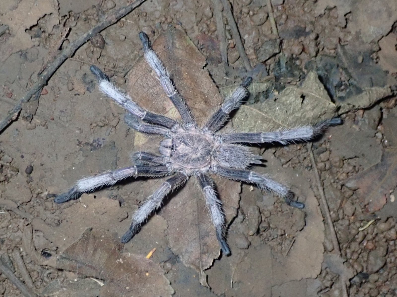 Cryptic Earth Tiger (Chilobrachys dyscolus)
