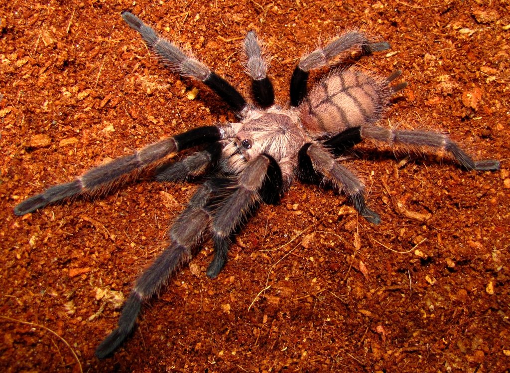 Indian Violet (Chilobrachys fimbriatus)