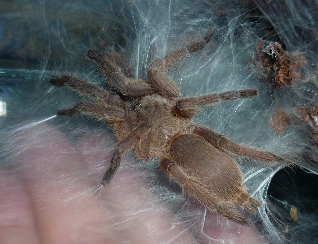 Thai Black Tarantula (Chilobrachys huahini)