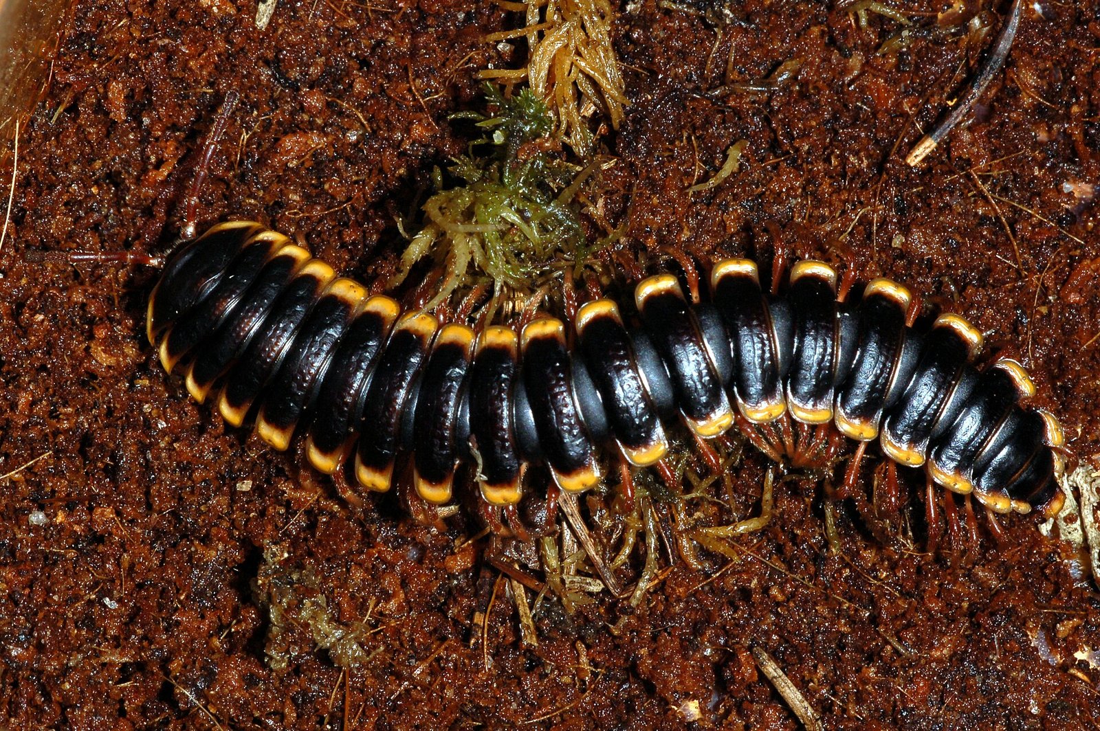 Golden-Edged Banded Millipede (Coromus diaphorus)