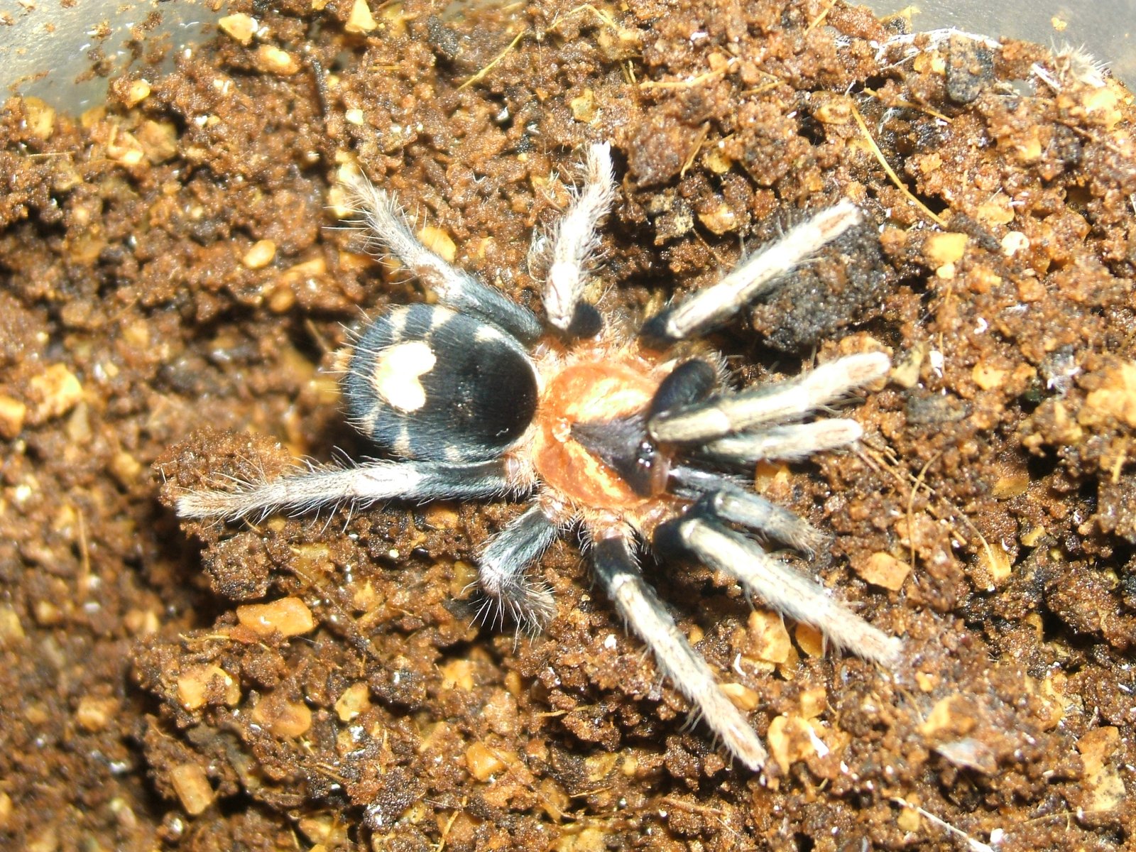 Trinidad Dwarf Tiger (Cyriocosmus elegans)