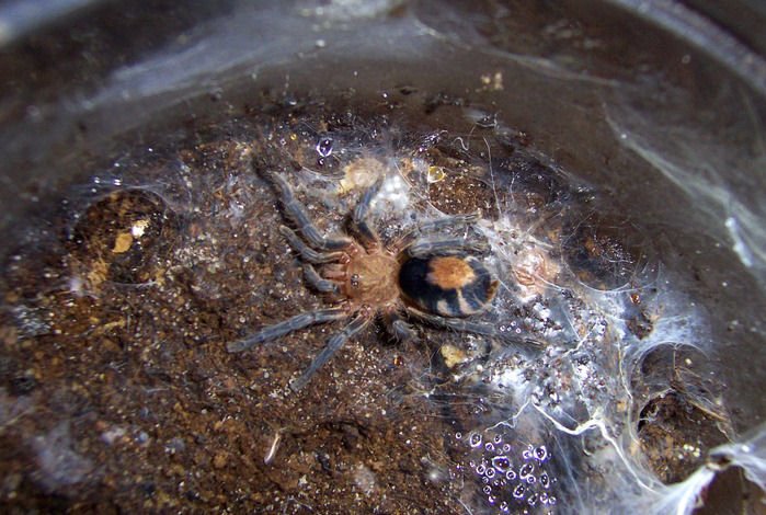 Bolivian Dwarf Beauty (Cyriocosmus perezmilesi)