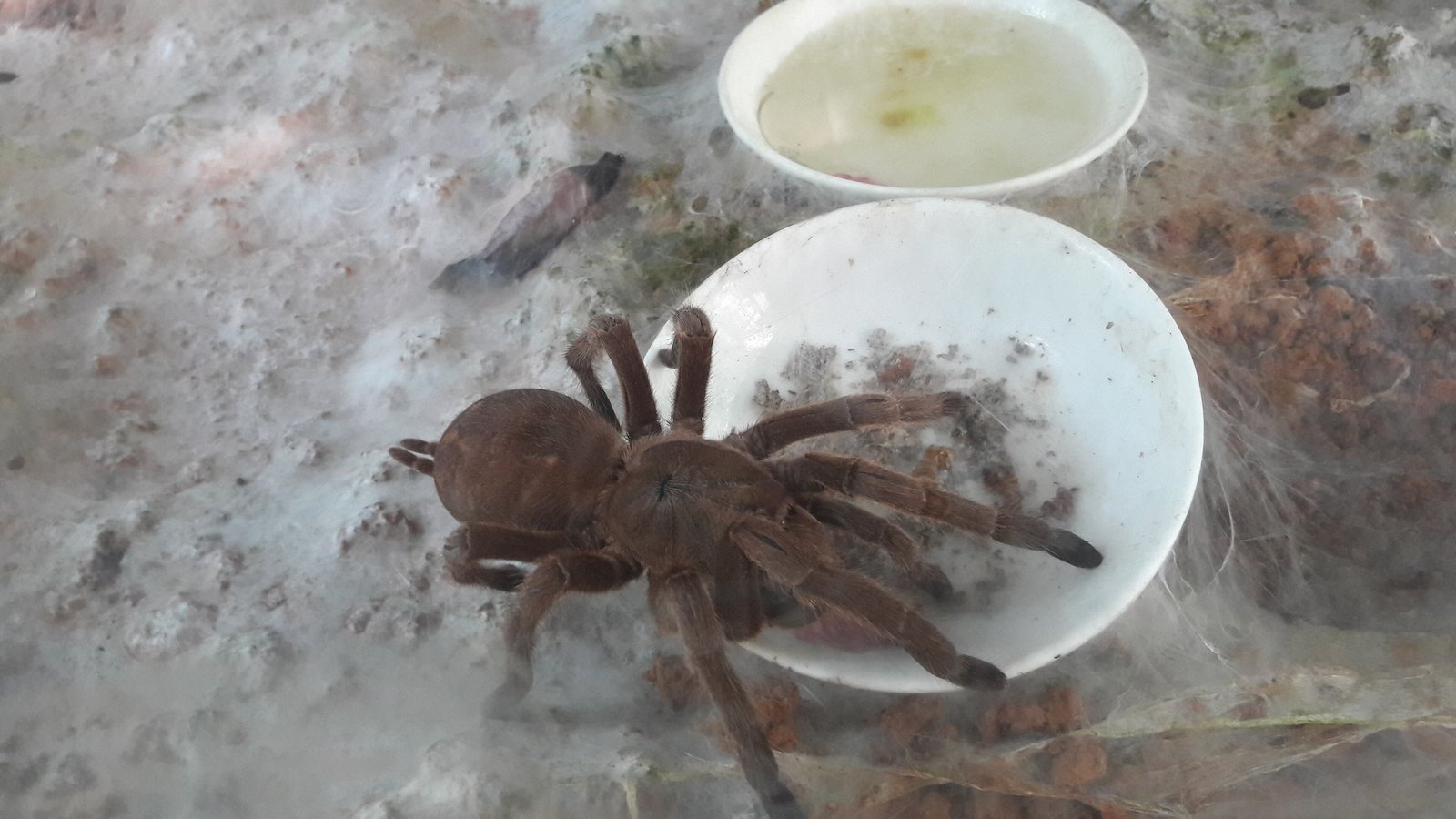 Chinese Earth Tiger (Cyriopagopus schmidti)