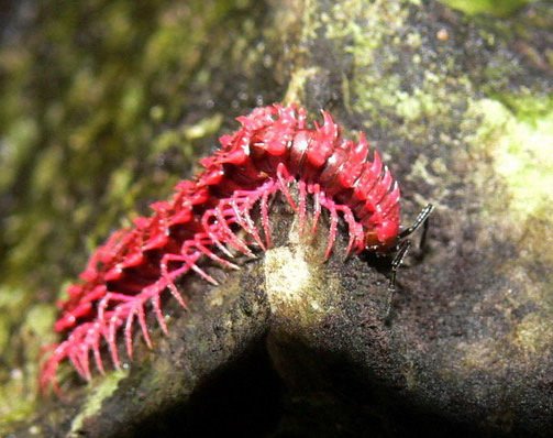 Shocking Pink Dragon Millipede (Desmoxytes purpurosea)