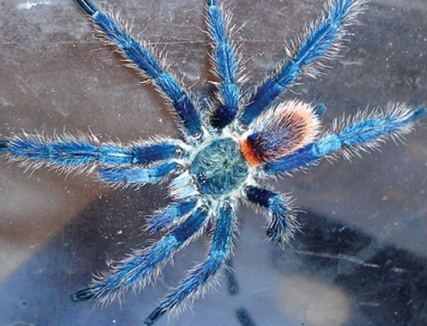Brazilian Dwarf Blue Tarantula (Dolichothele diamantinensis)
