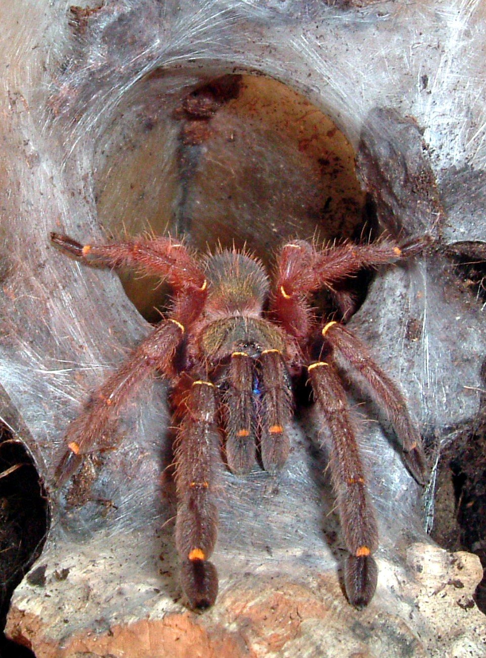 Blue Fang Skeleton Tarantula (Ephebopus cyanognathus)