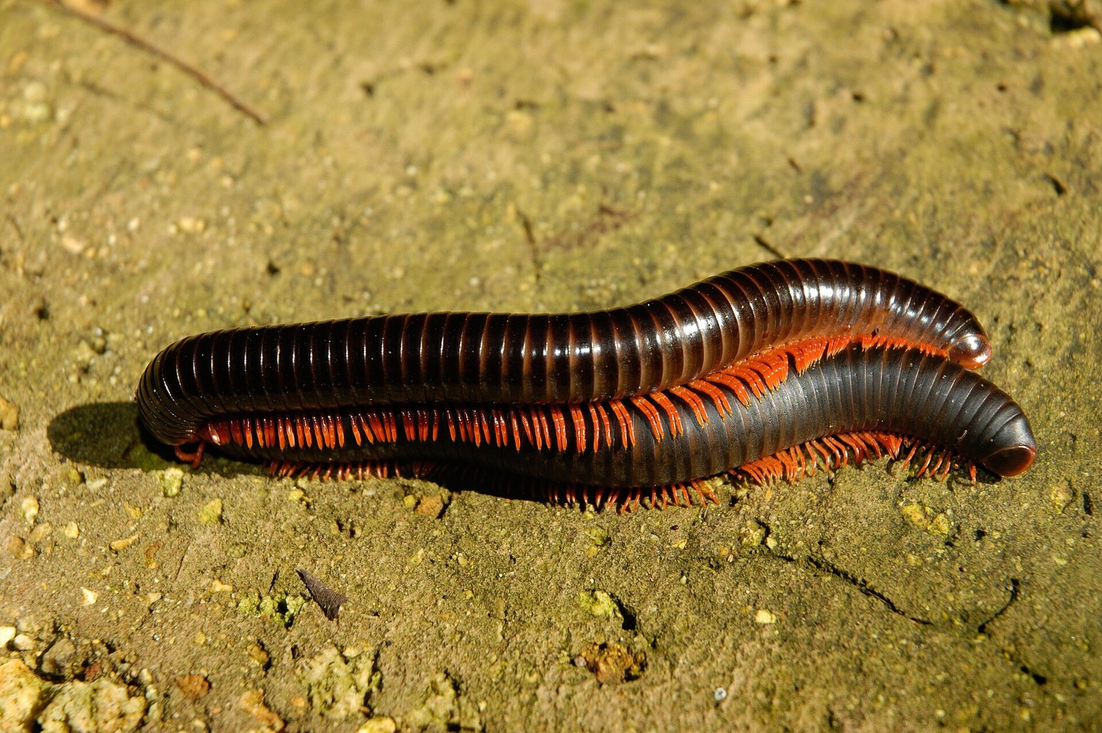Tanzanian Red-Legged Millipede (Epibolus pulchripes)