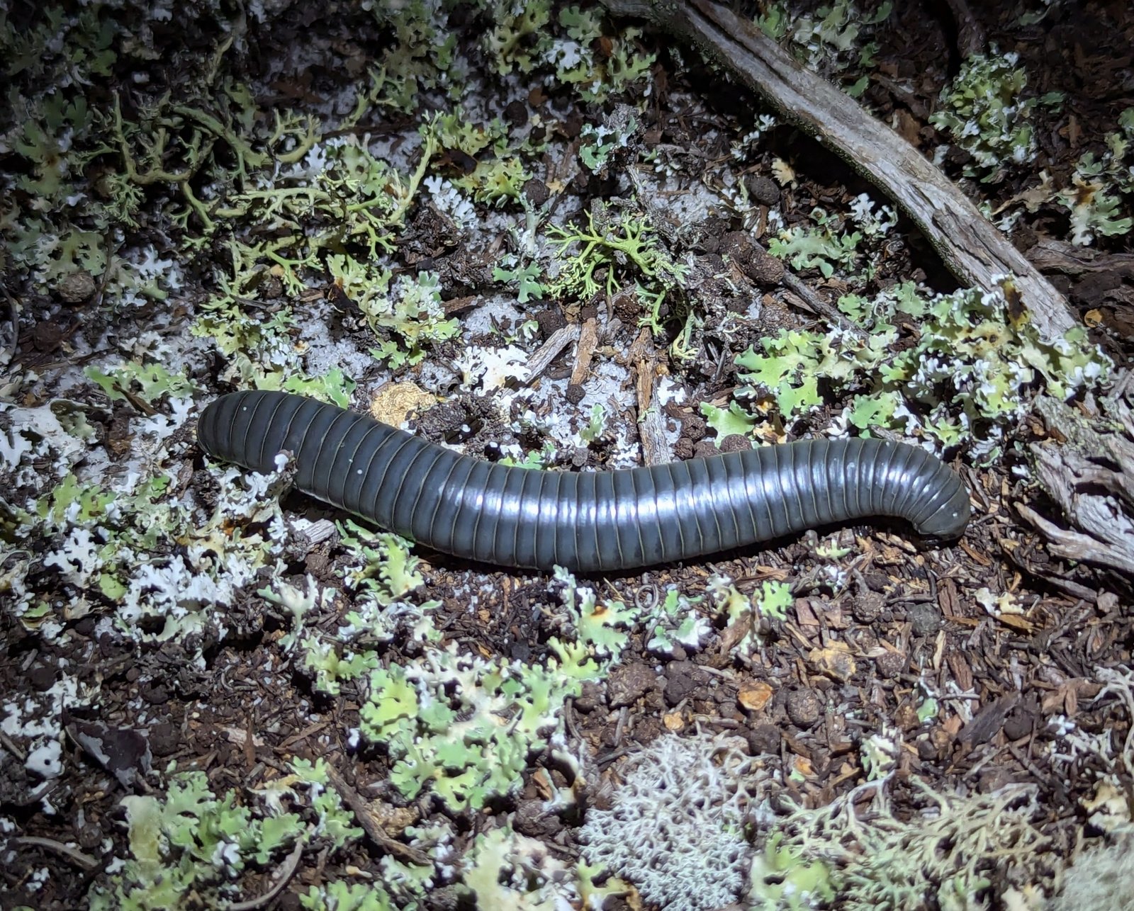 Florida Scrub Millipede (Floridobolus penneri)