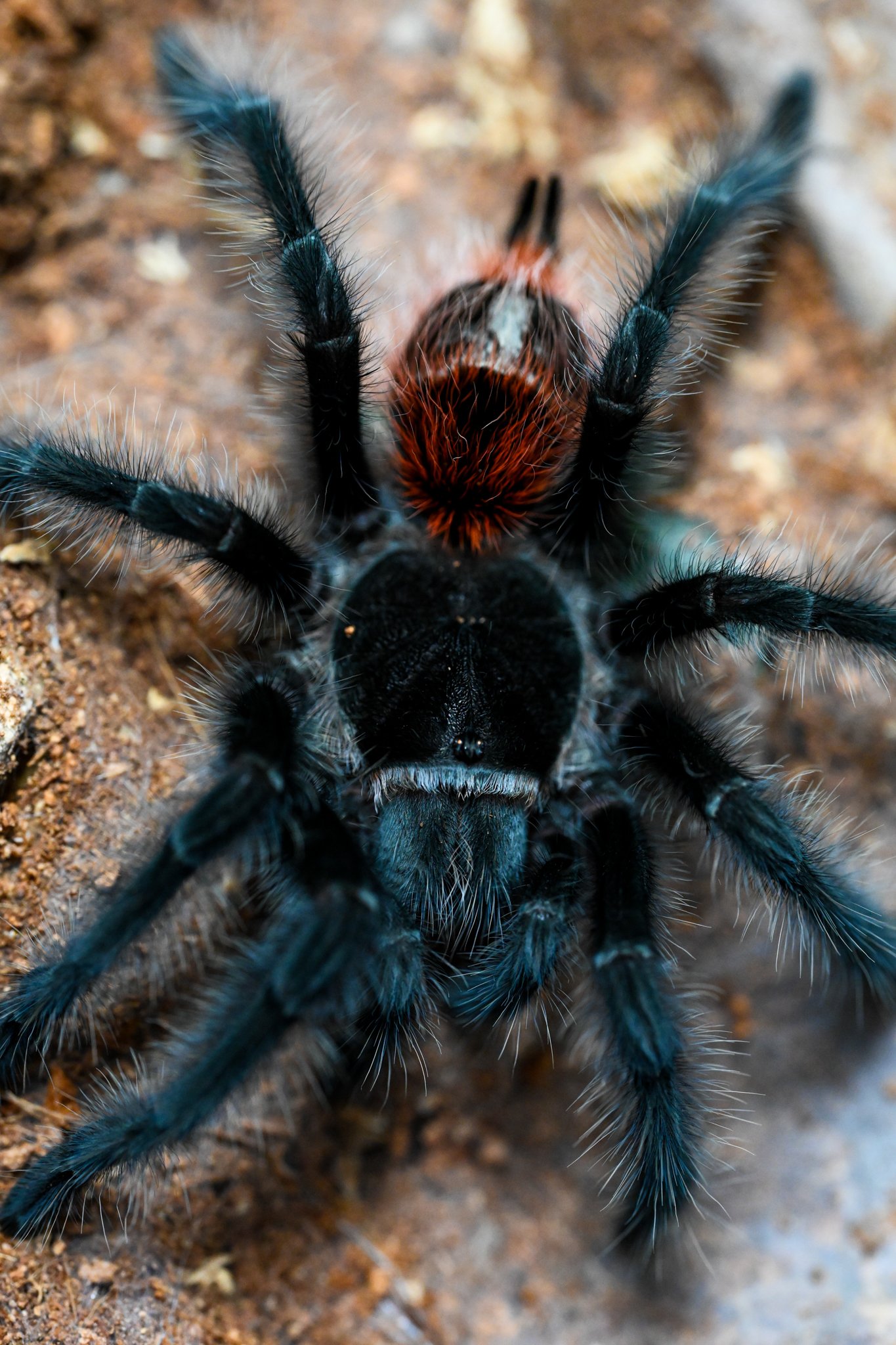 Entre Rios Tarantula (Grammostola iheringi)