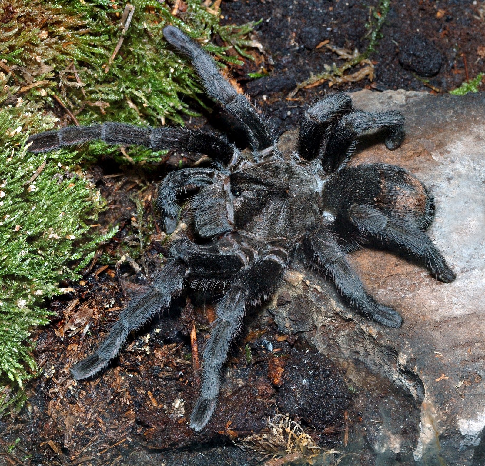 Brazilian Black (Grammostola pulchra)