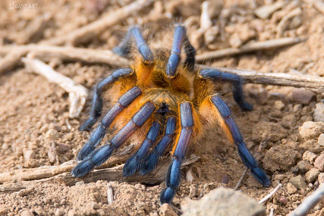 Golden Blue Leg Baboon (Harpactira pulchripes)