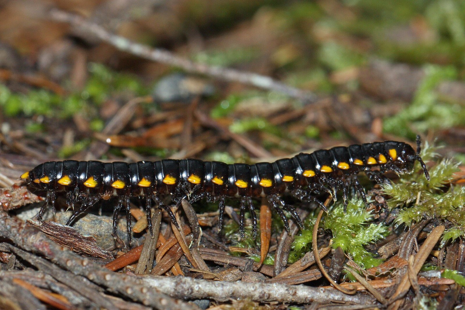 Yellow-Spotted Millipede (Harpaphe haydeniana)