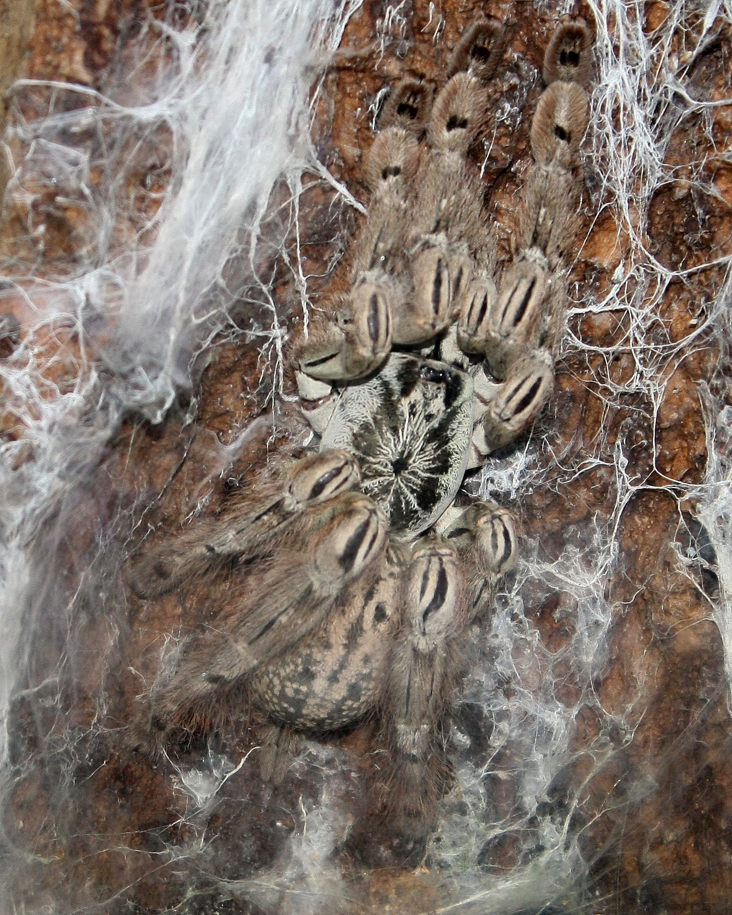 Togo Starburst Baboon (Heteroscodra maculata)
