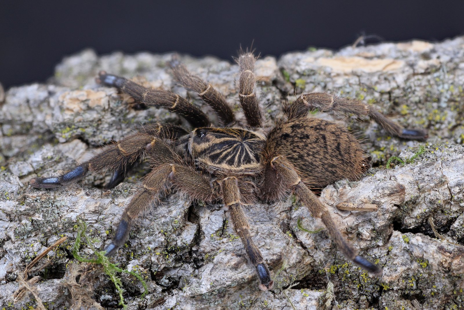 Blue Foot Baboon Tarantula (Idiothele mira)