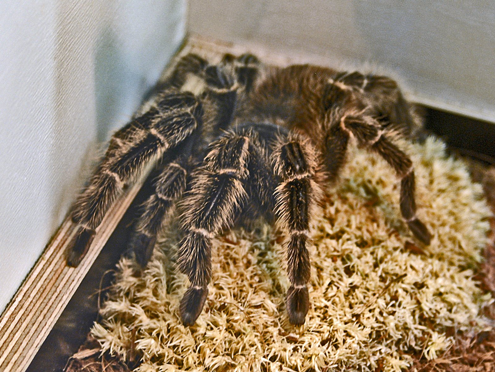 Brazilian Red Bird Eater (Lasiodora difficilis)
