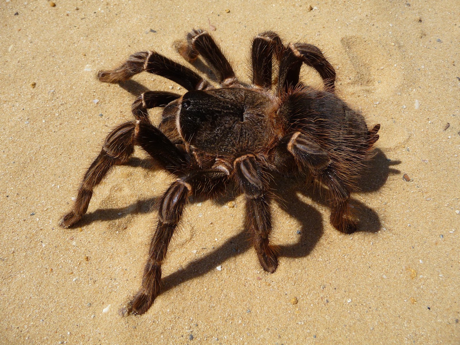 Brazilian Salmon Pink (Lasiodora parahybana)