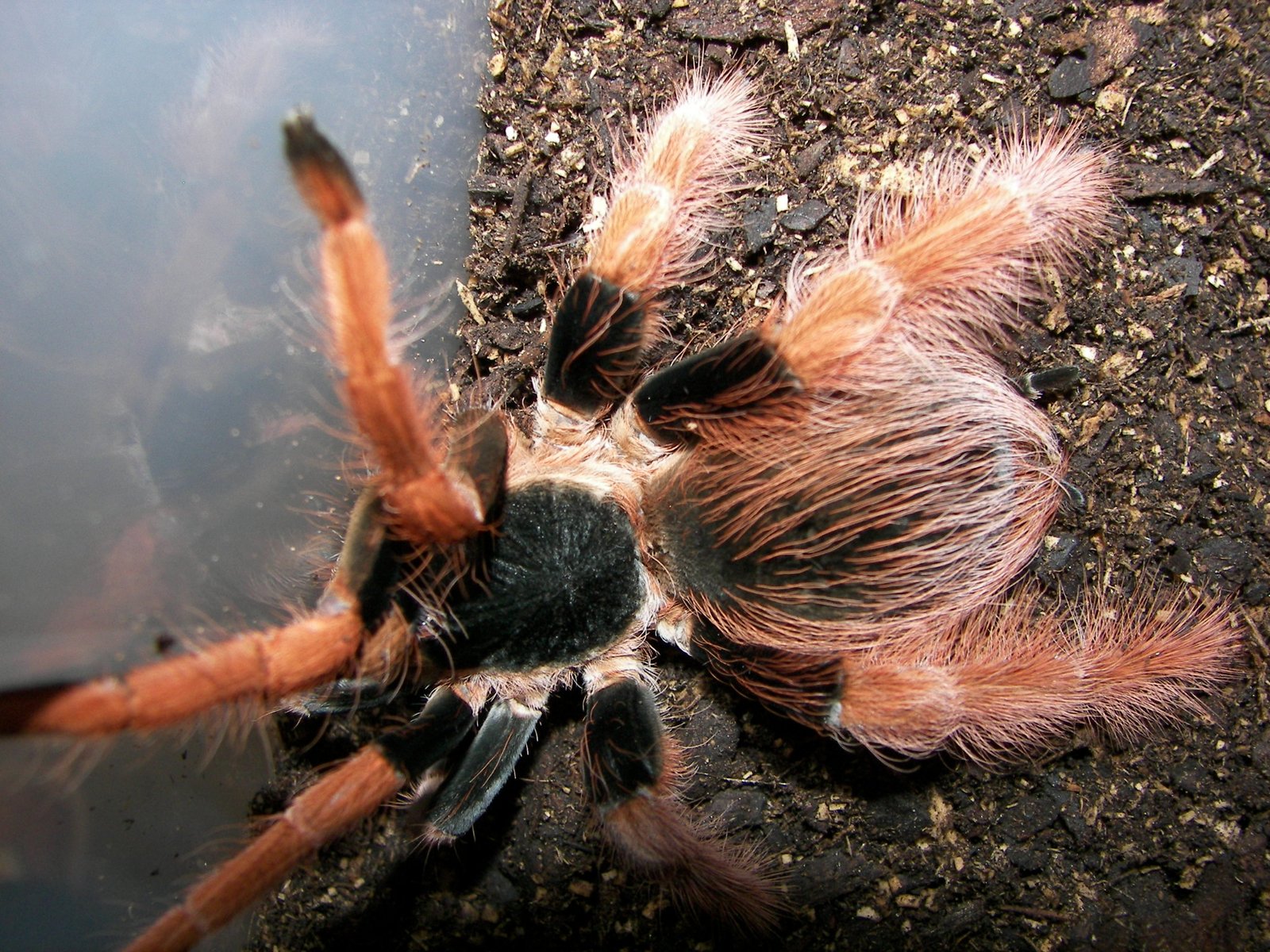 Colombian Giant Redleg (Megaphobema robustum)