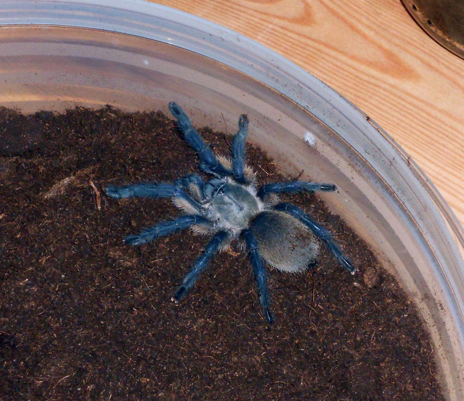 Socotra Island Blue Baboon (Monocentropus balfouri)