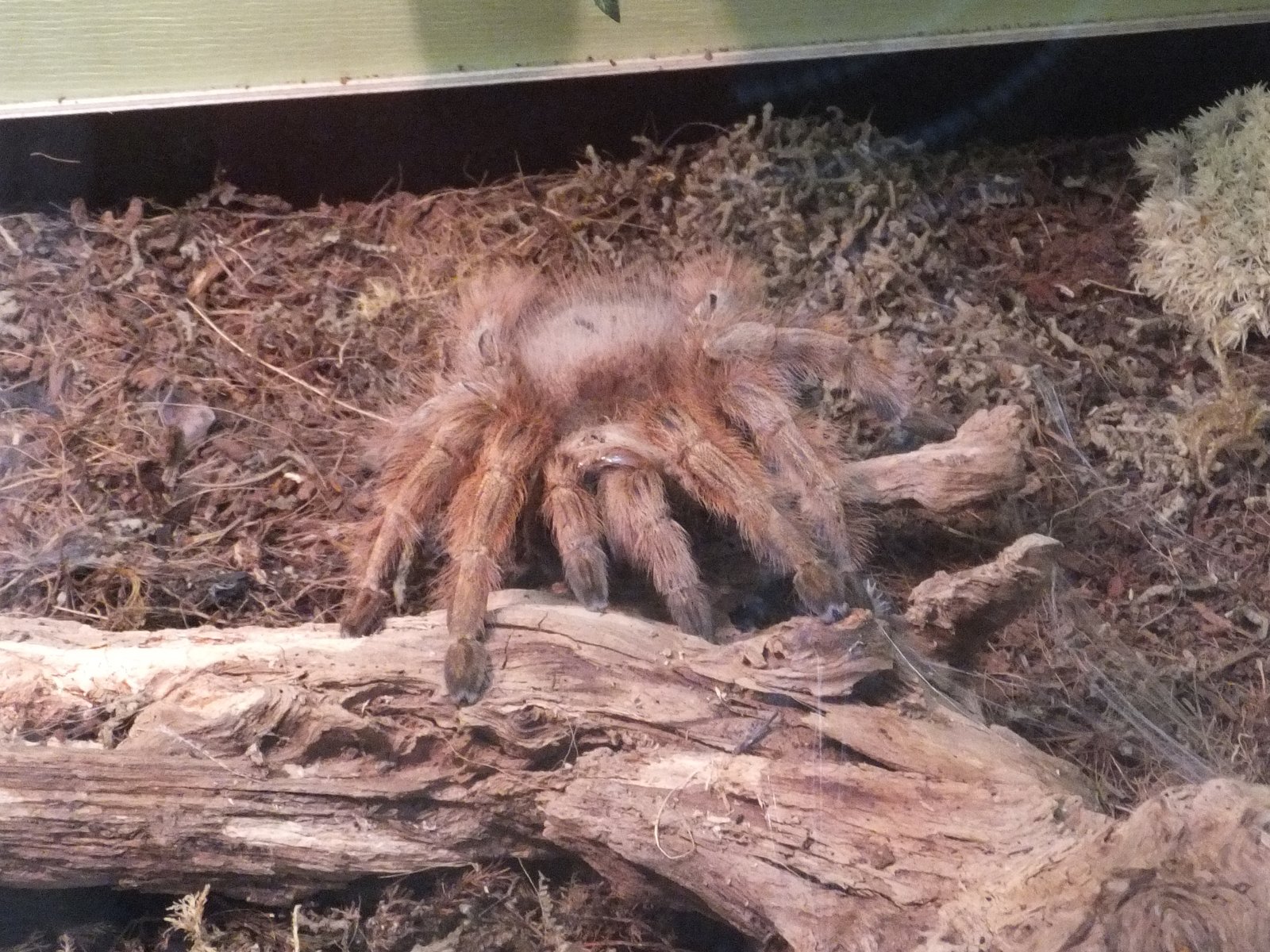 Brazilian Giant Blonde (Nhandu tripepii)