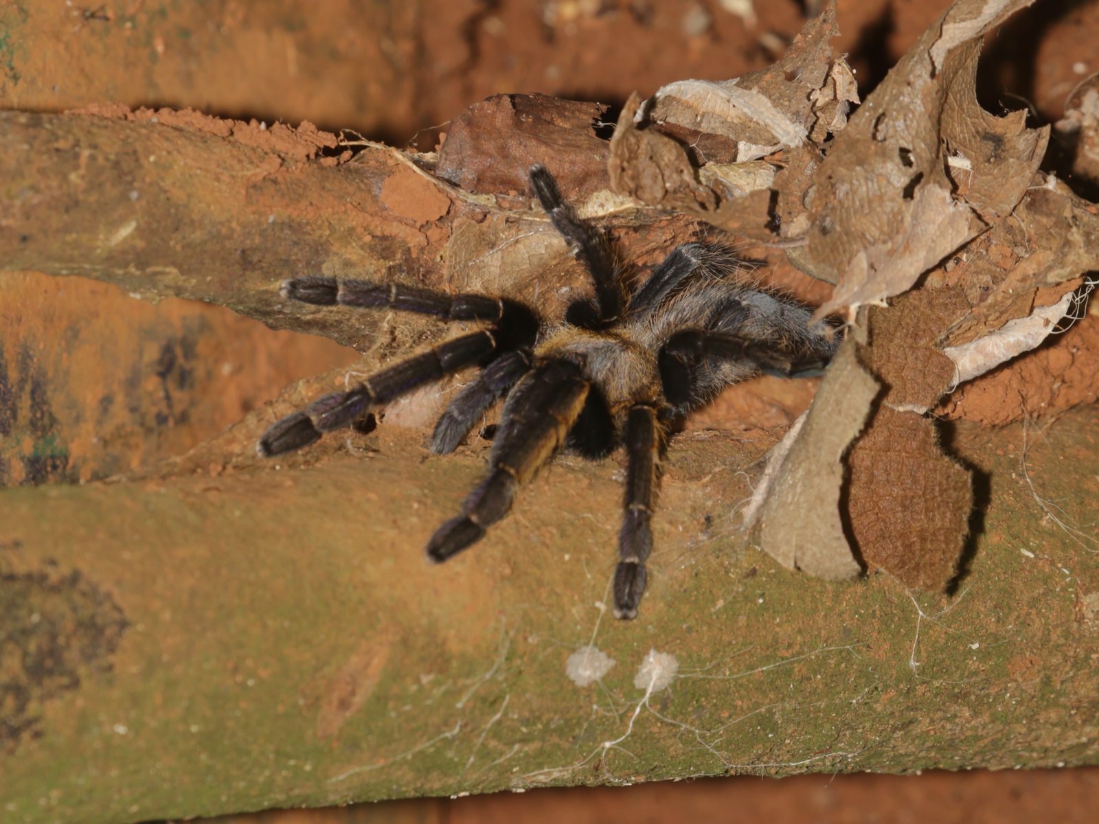 Fringed Ornamental Tarantula (Ornithoctonus aureotibialis)