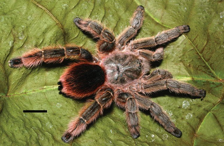 Brazilian Bromeliad Tarantula (Pachistopelma rufonigrum)