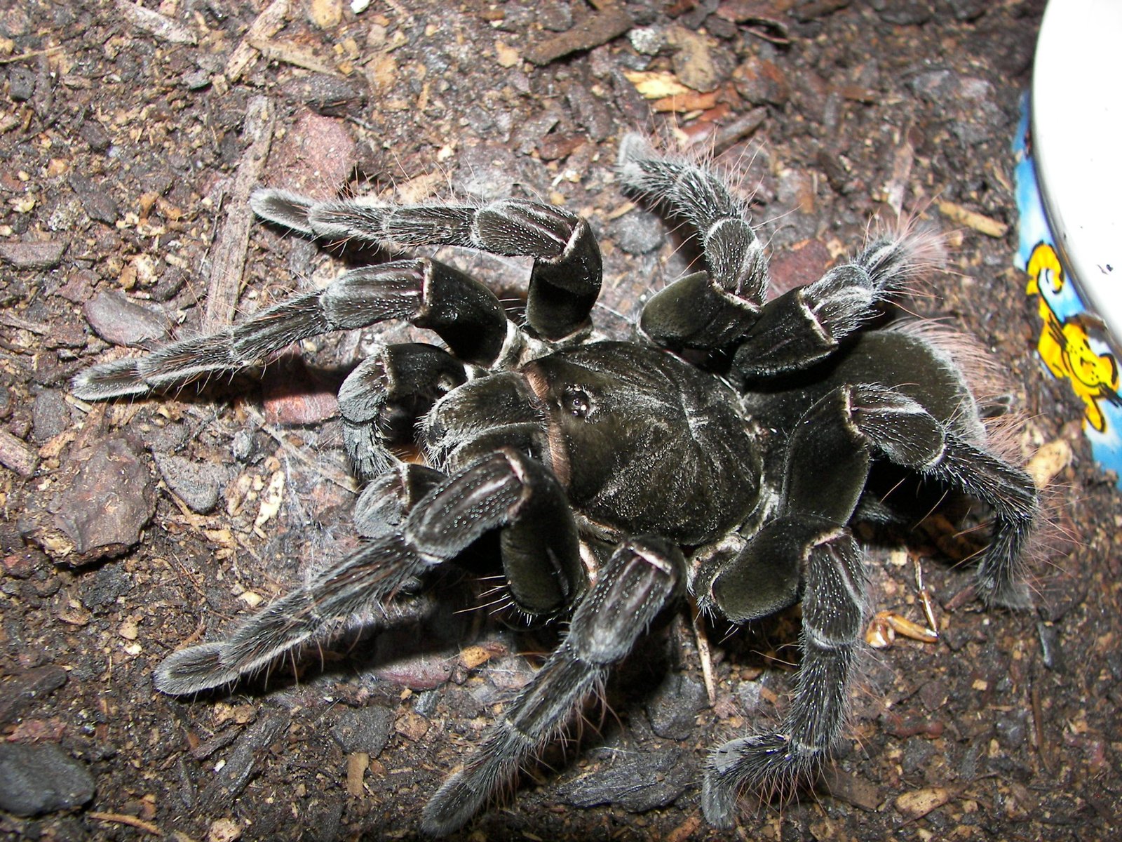 Bolivian Blue Leg Birdeater (Pamphobeteus antinous)