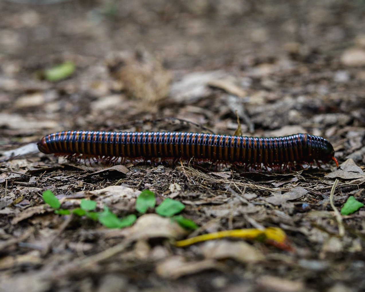 Giant Fire Millipede (Pelmatojulus ligulatus)