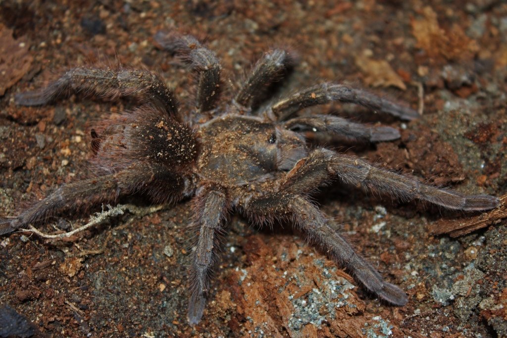Cuban Gold Tarantula (Phormictopus auratus)