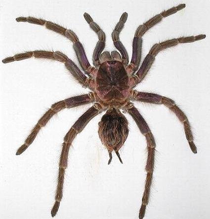 Haitian Brown Tarantula (Phormictopus cancerides)