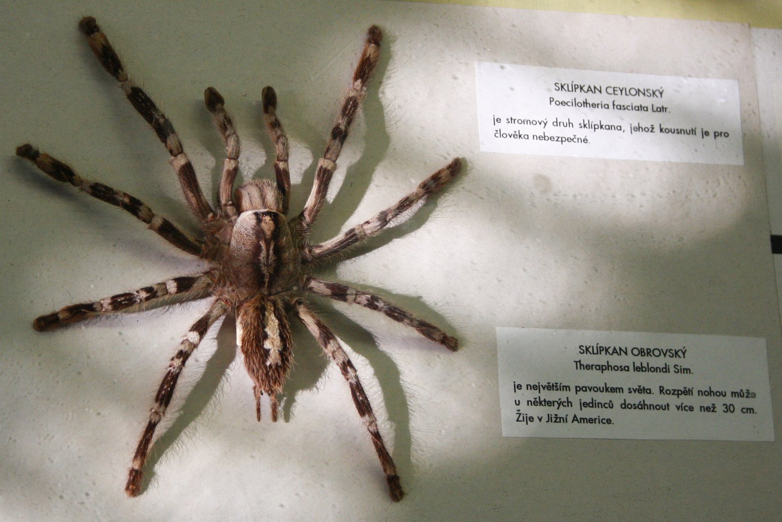 Sri Lankan Ornamental (Poecilotheria fasciata)