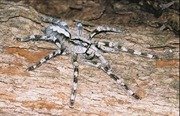Rameshwaram Ornamental Tarantula (Poecilotheria hanumavilasumica)