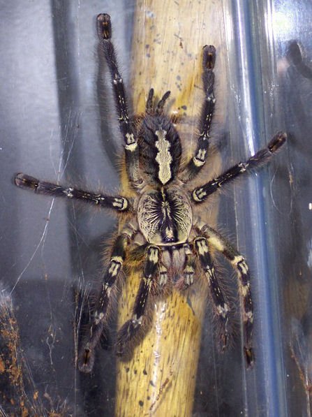 Fringed Ornamental (Poecilotheria ornata)